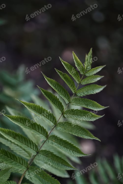 Preview: Sorbarium leaf close-up. A perfect background for your purposes.