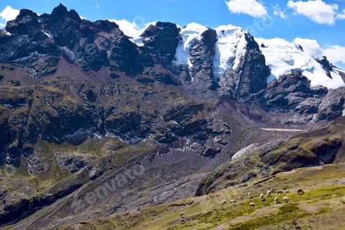 Preview: View of Alpacas in Peru