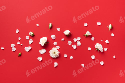 Preview: Flowers composition. White roses and floral petals on red background. Flat lay, top view. Creative