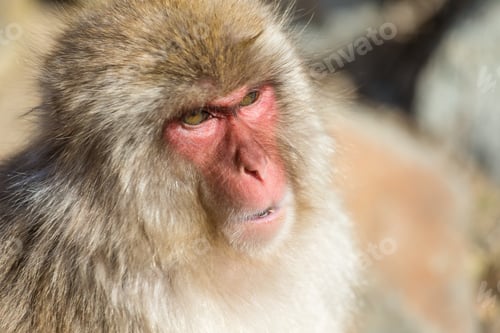 Preview: Wildness Japanese Monkey