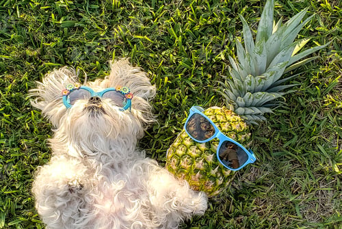 Preview: Overhead flat lay of healthy foods as funniest photos with cute pets in candid moments on grass.