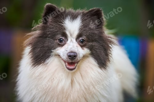 Preview: Pomeranian Spitz dog in garden, close up face portrait