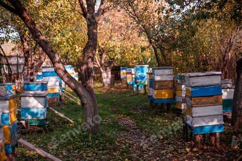 Preview: Autumn apiary with multiple beehives.