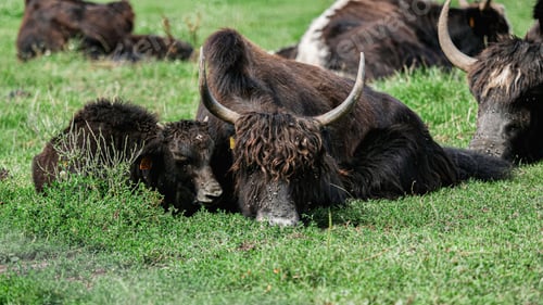 Preview: Large horned yack and a baby yack resting on a grassy field