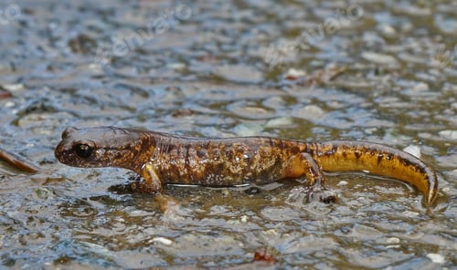 Preview: Close up of a male painted Ensatina , Ensatina eschschotzii picta