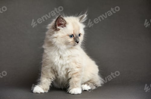 Preview: Fluffy playful white cat on a gray background Looks up and sideways