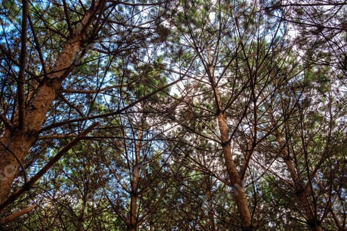 Preview: Pine trees forest under blue sky.
