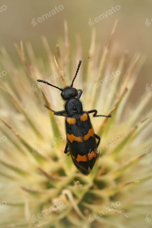 Preview: Closeup shot of a colorful Mylabris variabilis beetl on a thistle flower with blur background