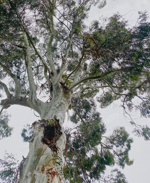 Preview: Old eucalyptus tree
