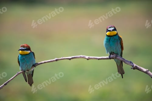Preview: European bee eater, Merops apiaster. Common bee-eater. Close-up