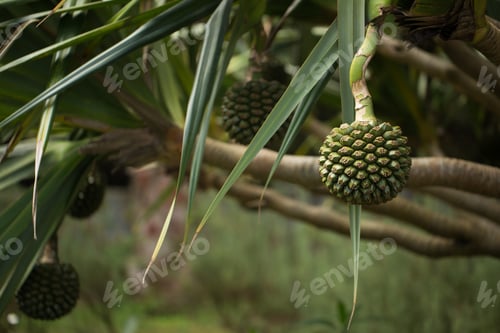 Preview: Pandanus fruits grow on a tree on the island