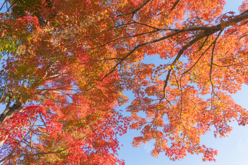 Preview: Red maple leaves or fall foliage in colorful autumn season, Yamanashi. Five lakes. Trees in Japan