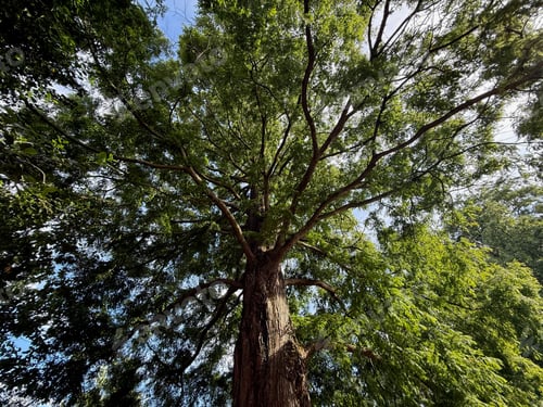 Preview: Beautiful tree with green leaves growing under blue sky, bottom view