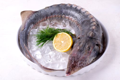 Preview: Whole raw sturgeon on ice on white plate.