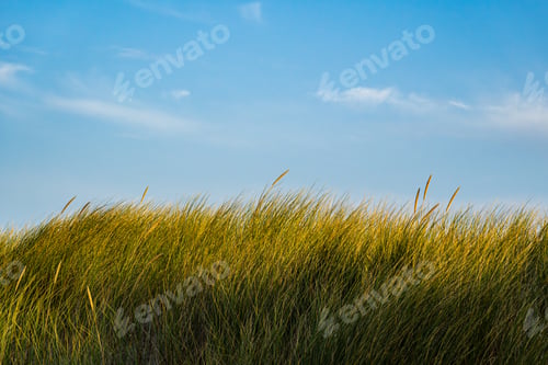 Preview: Beach Grass against blue sky