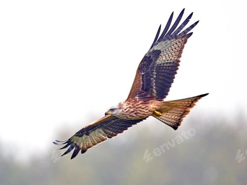 Preview: Red kite (Milvus milvus)