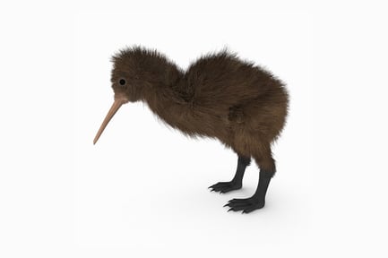 Preview: Flightless Kiwi Bird
