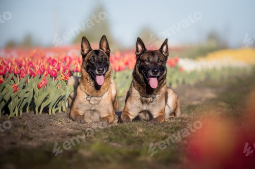 Preview: Dog running throught the flowers. Belgian shepherd dog in tulips fields. Spring pet concept.
