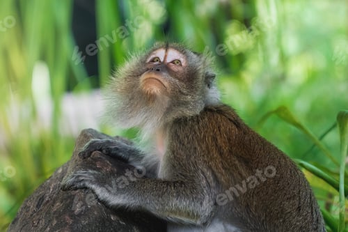 Preview: Crab-eating Macaque looking up (Macaca fascicularis)