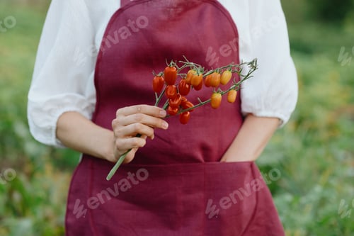 Preview: woman in garden with wicker basket of red tomatoes stands on farm. grow fresh raw vegetables