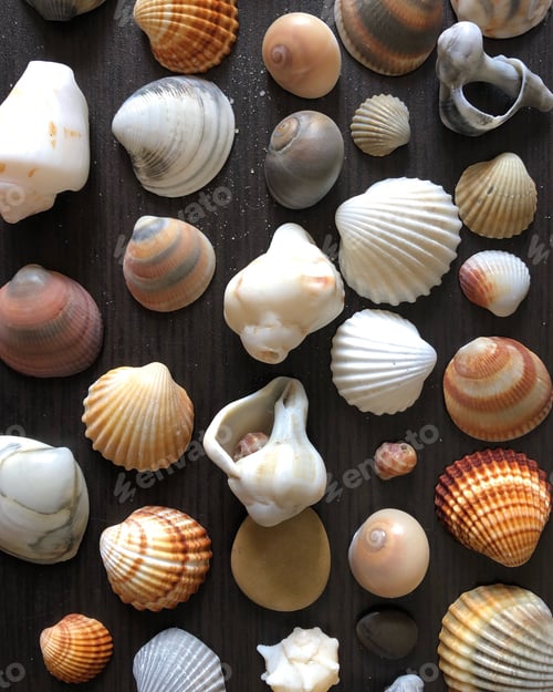 Preview: Seashells
