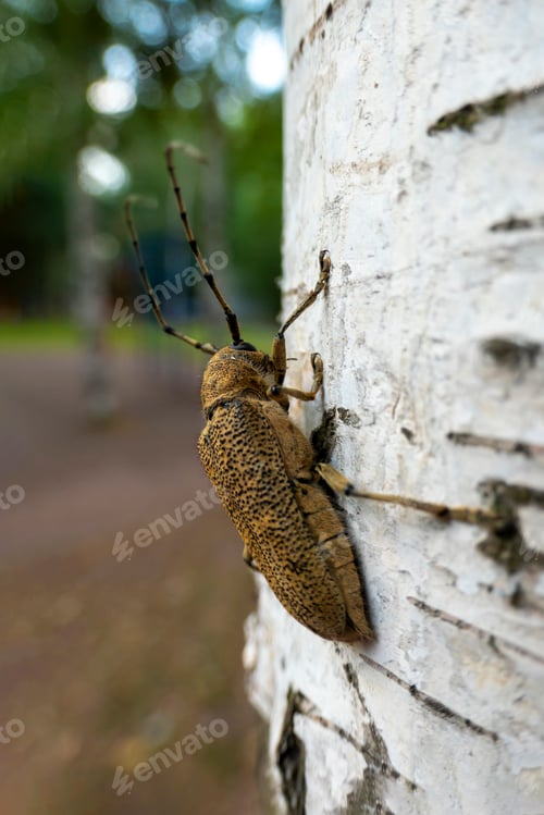 Preview: Macro shot of Longhorn beetle - Cerambycidae - on a tree branch
