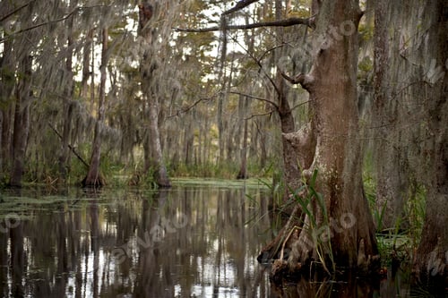 Preview: Swamp near New Orleans, Louisiana