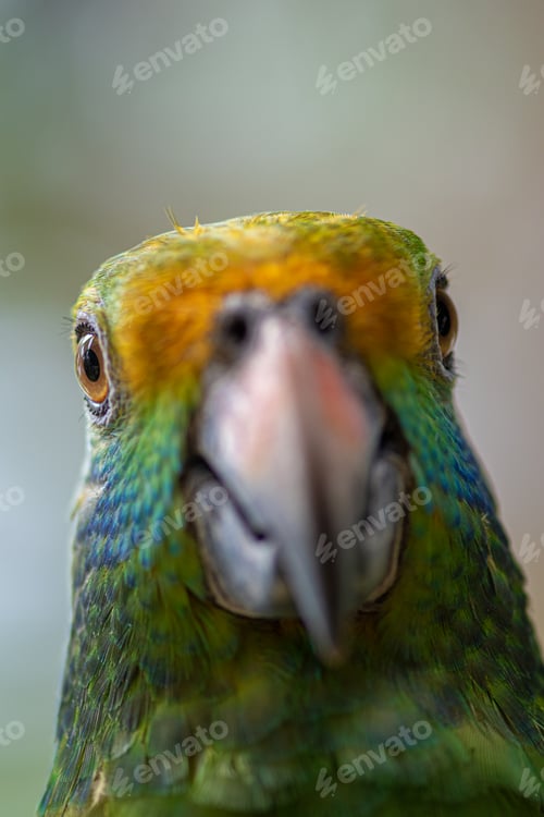 Preview: Blue cheeked amazon Parrot Amazona dufresniana
