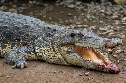 Preview: Crocodile getting hurt on mouth
