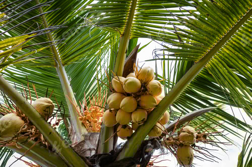 Preview: Coconut Plant Tree Shell Palm Cocos Diani Mombasa Kenya East africa Seed Fruit