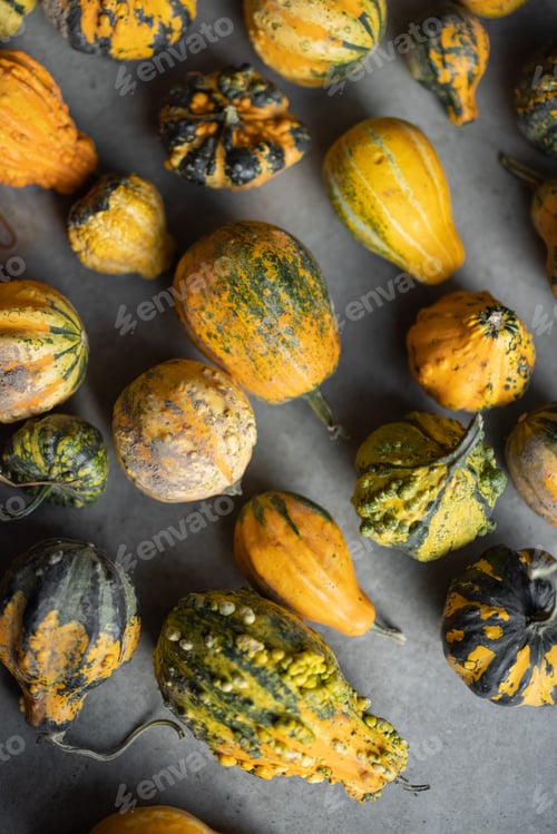 Preview: Background of mini decorative pumpkins