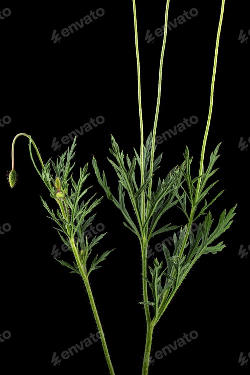 Preview: Green leaf and stem of poppy, lat. Papaver, isolated on black background