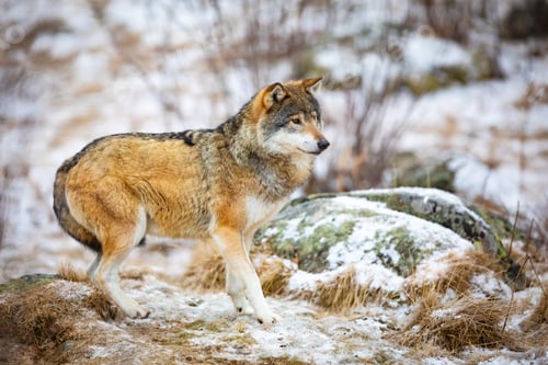 Preview: One scared wolf in the forest in early winter