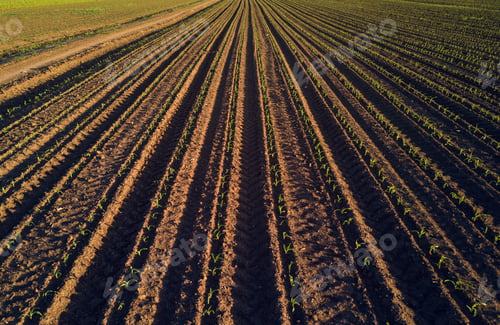Preview: Maize crop field in perspective