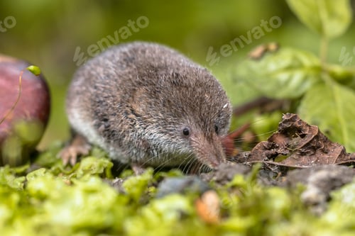 Preview: Eurasian pygmy shrew natural habitat