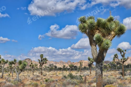 Preview: Beautiful Mojave desert under a blue sky full of fluffy clouds. Joshua tree national forest
