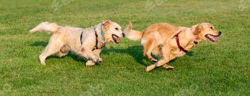 Preview: Two Golden Retriever running on grass