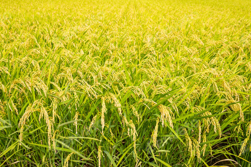 Preview: Rice farmland