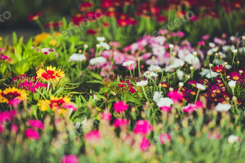 Preview: Colorful Garden Flowers
