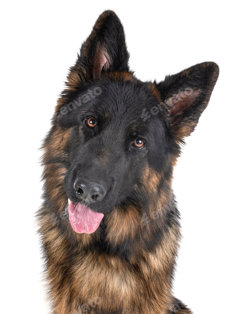 Preview: german shepherd in studio
