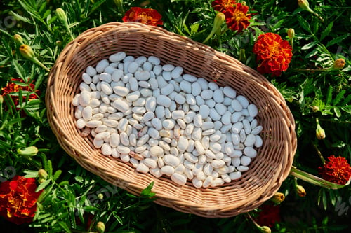 Preview: Dry legumes, white beans in a basket, on the grass top view