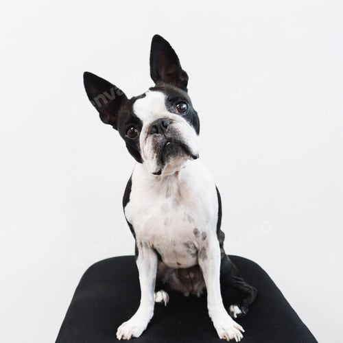 Preview: Boston Terrier at work posing for the camera looking very curious and alert.