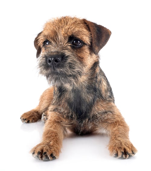 Preview: border terrier in studio