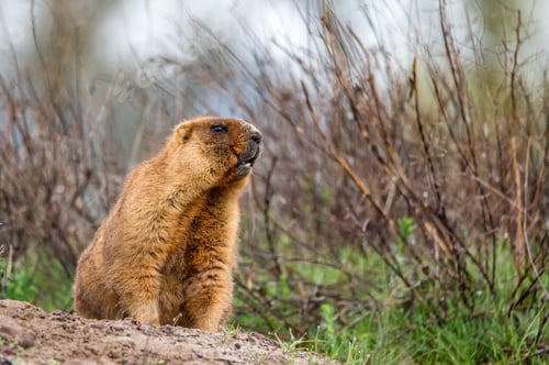 Preview: Bobak marmot or Marmota bobak in steppe