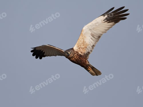 Preview: Western marsh harrier (Circus aeruginosus)