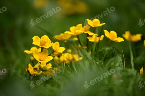 Preview: Beautiful yellow wildflowers blooming in the meadow