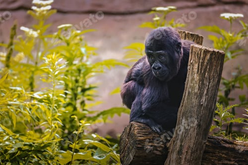 Preview: Young gorilla sitting on a tree stump in natural habitat
