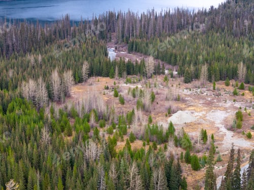 Preview: Aerial View Of Pine Forest And Open Clearing In British Columbia, Canada