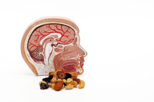 Preview: Closeup of an anatomical organ model of a human head next to pieces of nuts for size reference