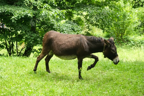 Preview: Moving donkey at stable